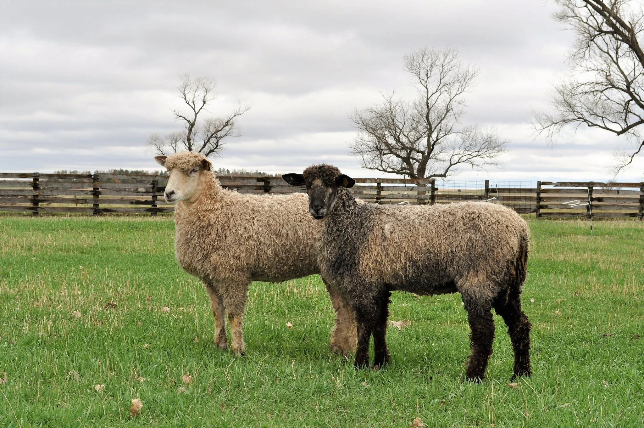 Two Friesz sheep standing on green pasture in front of a wooden fence