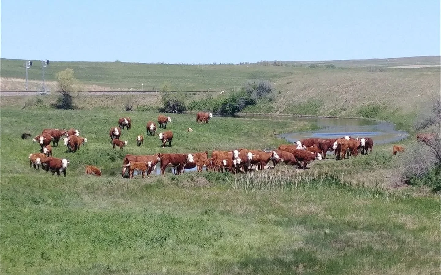 Polled Hereford cattle grazing on rolling North Dakota prairie