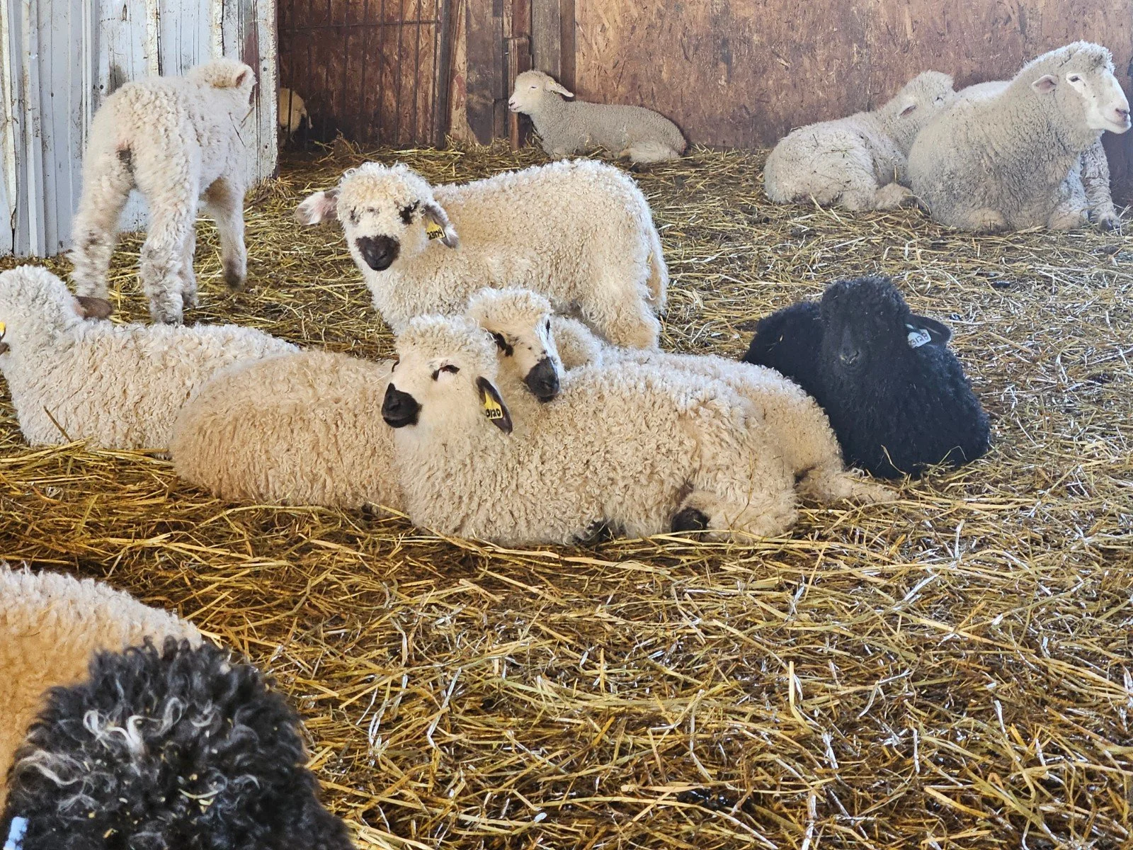 Valais Blacknose sheep and lambs resting in a straw-bedded barn