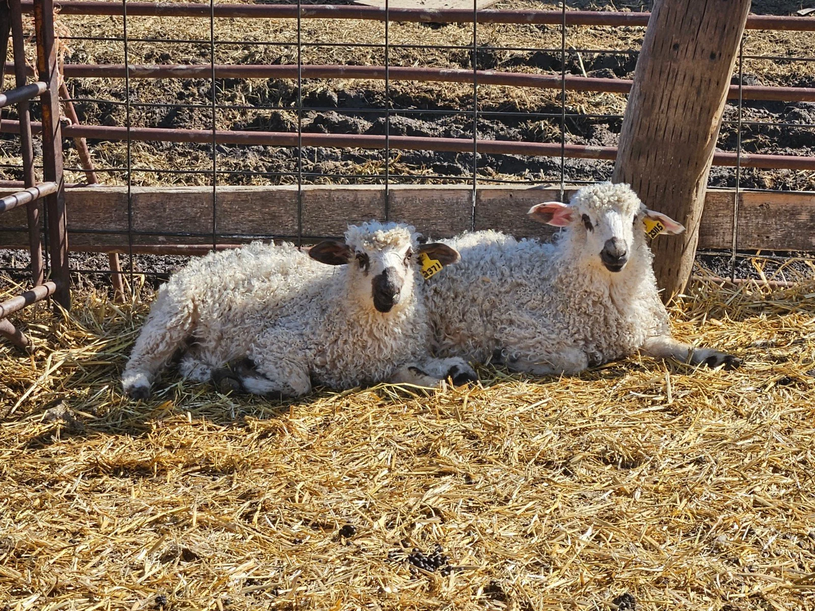 Two Valais Blacknose lambs resting in straw at the Friesz farm