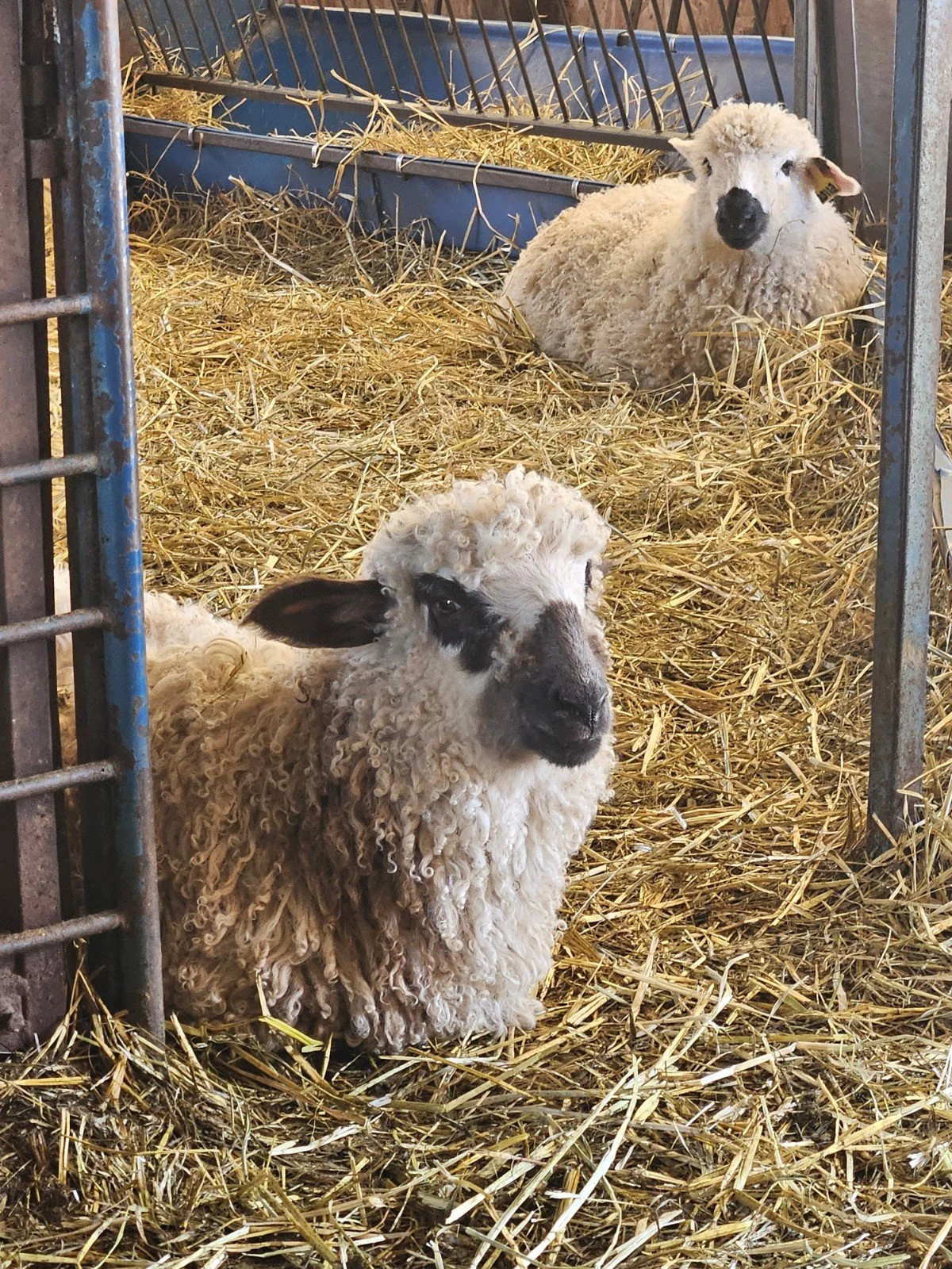 A Valais Blacknose lamb in a straw pen